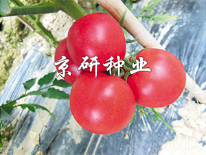 ����203-���ѷN��-����