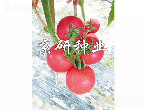 ����205-���ѷN��-����