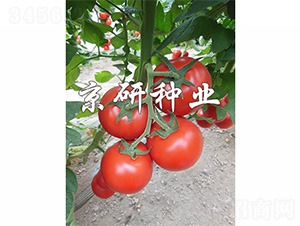 ����502-���ѷN��-����