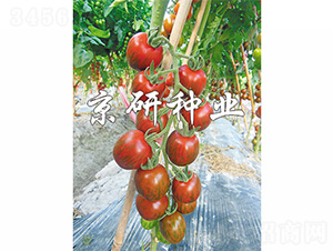 ��������1̖(h��o)-���ѷN��-����