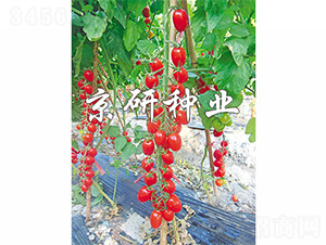 �����t��1̖(h��o)-���ѷN��-����