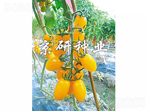 �����S��1̖(h��o)-���ѷN��-����