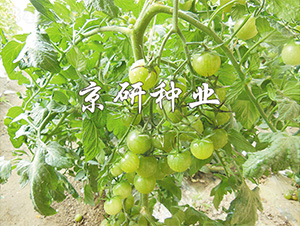 �����G��1̖(h��o)-���ѷN��-����