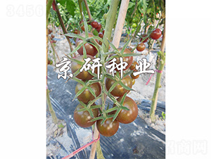 ��������1̖(h��o)-���ѷN��-����