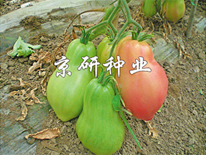 �������ֹ�-���ѷN��-����