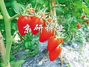 �����t�_1̖(h��o)-���ѷN��-����