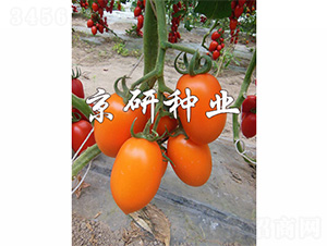 �����S�_1̖(h��o)-���ѷN��-����