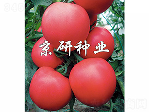 Ӳ��8̖(h��o)-���ѷN��-����