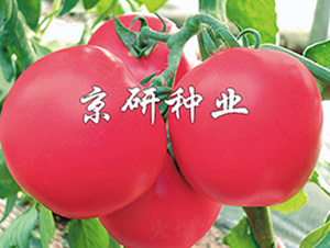 �ɿ�1̖(h��o)-���ѷN��-����