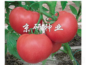 �ɿ�6̖(h��o)-���ѷN��-����