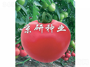 �ɿ�8̖(h��o)-���ѷN��-����