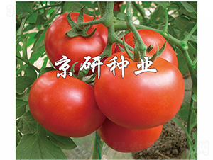 �Ѽt7̖(h��o)-���ѷN��-����