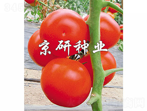 �Ѽt8̖(h��o)-���ѷN��-����