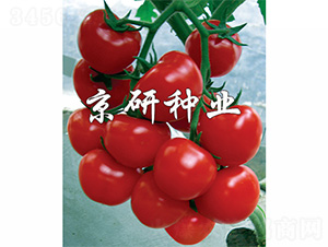 �tؐؐ-���ѷN��-����