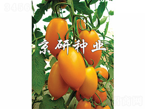 ����-���ѷN��-����