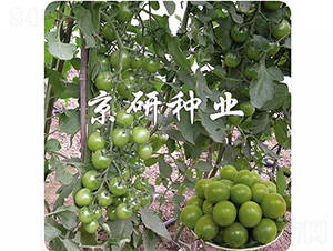 �G��ʯ-���ѷN��-����