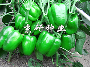 ����109-�����N��-����