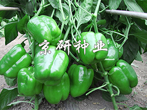 ����113-�����N��-����