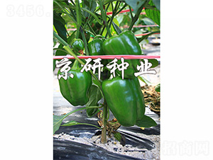 ����805-�����N��-����