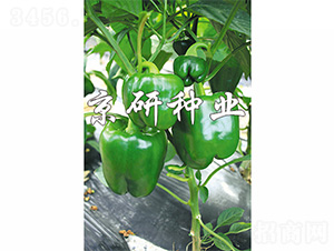 ����808-�����N��-����