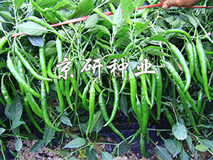 ����407-�����N��-����