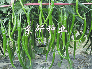 ����412-�����N��-����