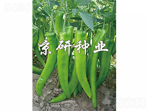 ����208-�����N��-����