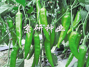 ����210-�����N��-����