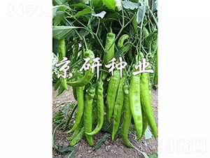 ����907-�����N��-����