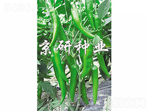 ����1̖-�����N��-����