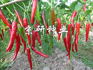 ��������108-�����N��-����