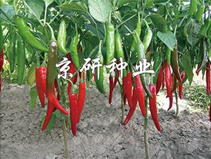 ����109-�����N��-����