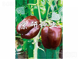 �ɿ�����-�����N��-����