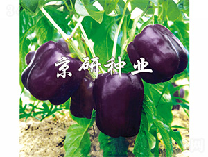 ����2̖-�����N��-����