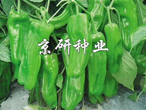 ����519-�����N��-����