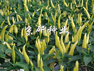 ��ָ-�����N��-����