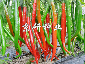 ����5̖-�����N��-����