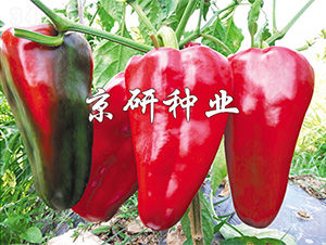 ���T6̖-�����N��-����