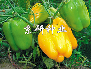 ����3̖-�����N��-����