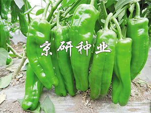 ����901-�����N��-����