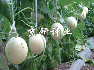 ���������-��ϷN��-����