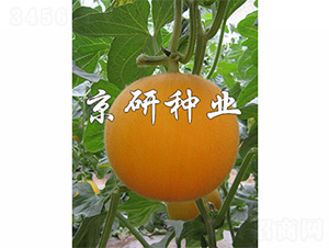 ����̫�-��ϷN��-����