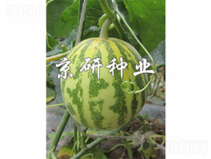 ����850-2-��ϷN��-����