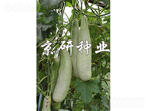 ���������-��ϷN��-����