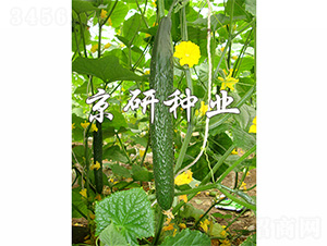 ���д���1567-�S�ϷN��-����