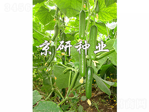 ��������9̖(h��o)-�S�ϷN��-����