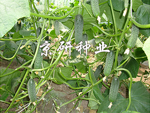 ������n�S��1592-�S�ϷN��-����