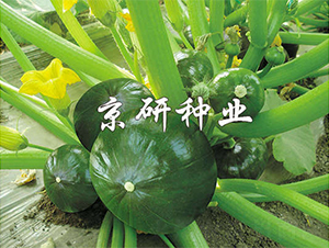 �������-�ϹϷN��-����