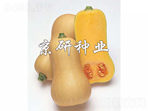 �S��1̖(h��o)�Ϲ�-�ϹϷN��-����