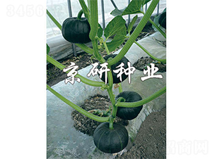 ���㾩�G��-�ϹϷN��-����